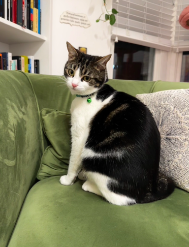 A black and white cat sitting on a green couch, looking curiously at the camera.