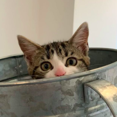 A curious kitten peeks out from inside a metal bucket.