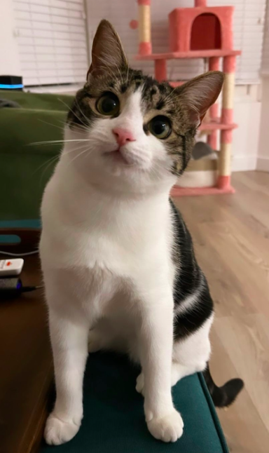A curious domestic cat with a white and black coat sitting upright.