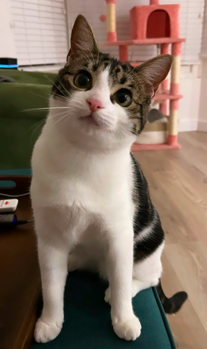 Luna looking up