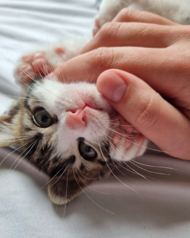 A playful kitten being gently held by a human hand.