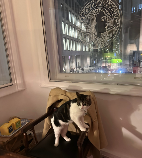 A cat standing on a chair by a window with a city view at night.